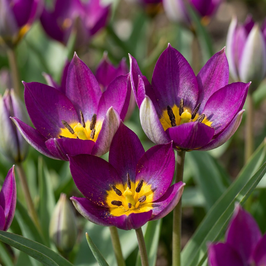 Tulpe 'Persian Pearl' – Lila