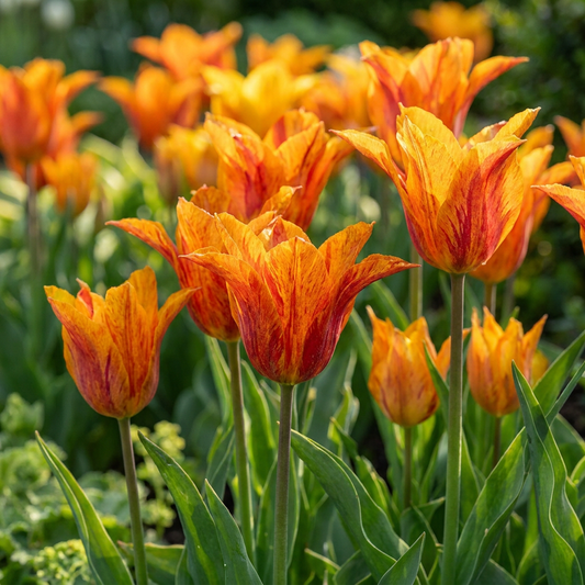Tulpe 'Vendeeglobe' – Gelb
