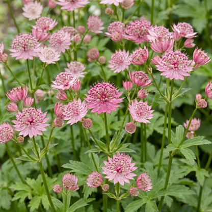 Sterndolde 'Astrantia major' – Weiß-Rosa – Topf Ø11cm – Ansicht 5