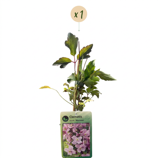 Bergwaldrebe 'Mayleen' – Hellrosa – Topf Ø9cm – Ansicht 2
