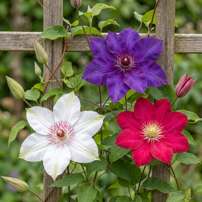 Dreifarben-Waldrebe 'Tricolour' – Lila-Rosa-Weiß – Topf Ø9cm – Ansicht 3