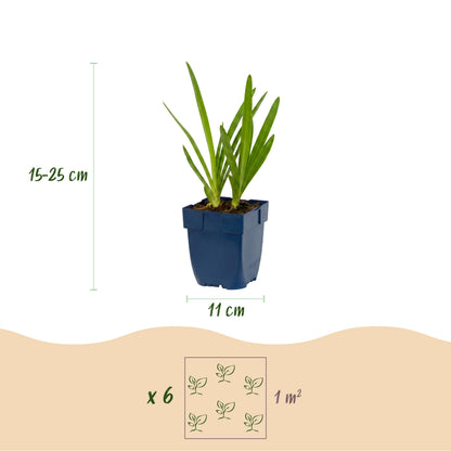Schmucklilie 'Agapanthus Duo' – Blau-Weiß – Topf Ø11cm – Ansicht 3