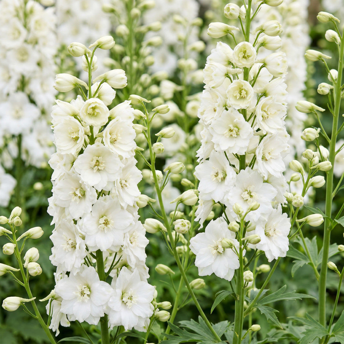 Rittersporn 'Galahad' – Delphinium – Weiß – Topf Ø11cm – Ansicht 5