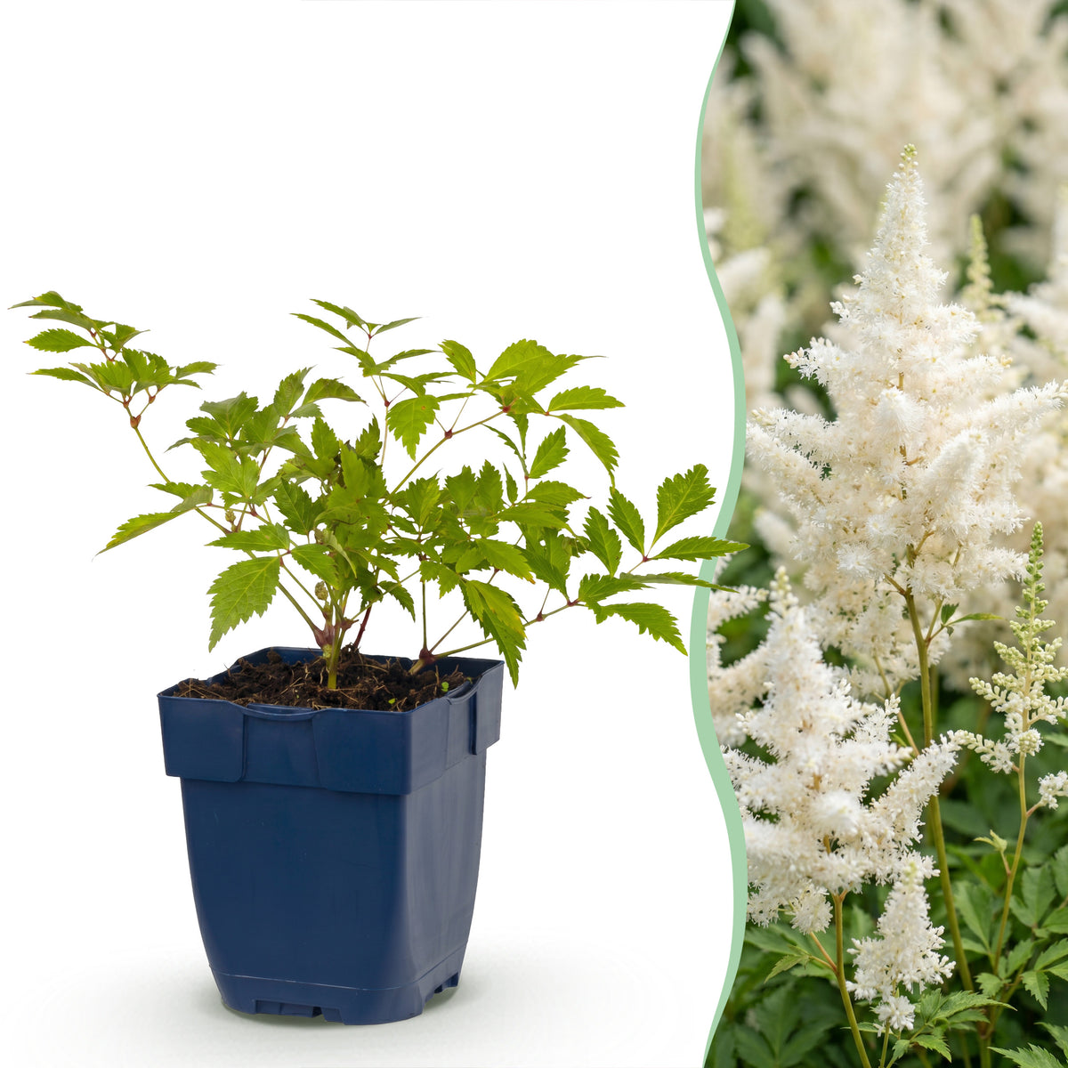 Astilbe 'Deutschland' – Prachtspiere – Weiß – Topf Ø11cm – Ansicht 2
