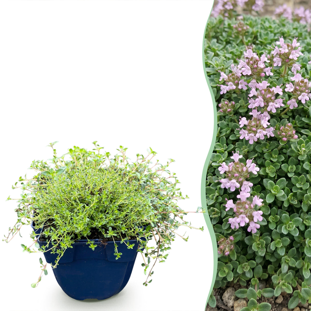 Kriech-Thymian 'Minor' – Rosa – Topf Ø11cm