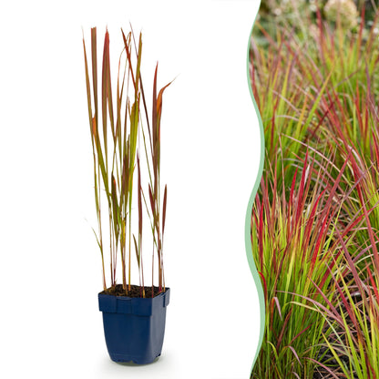 Blutgras 'Red Baron' – Rot – Topf Ø11cm