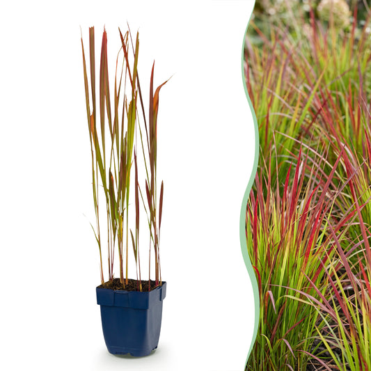 Blutgras 'Red Baron' – Rot – Topf Ø11cm