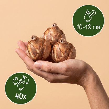 Narzissen-Mix 'Botanical' – Gelb-Weiß – Ansicht 3