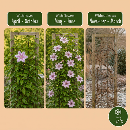 Waldrebe 'Nelly Moser' – Weiß-Rosa – Topf Ø9cm – Ansicht 5