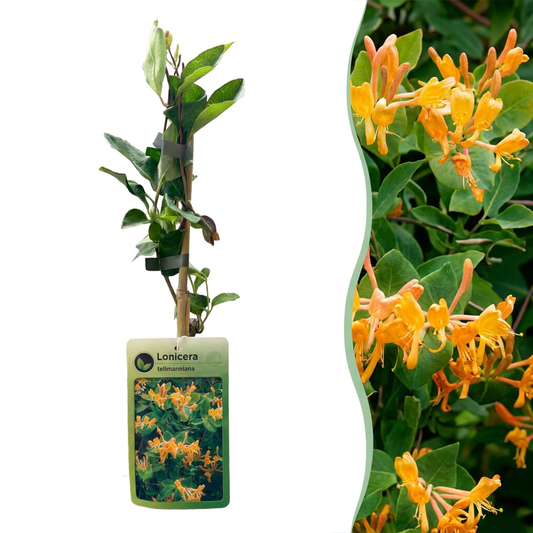 Tellmanns Geißblatt 'Lonicera tellmanniana' – Orange-Gelb – Topf Ø9cm