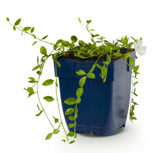 Immergrün 'Vinca minor Alba' – Weiß – Topf Ø11cm – Ansicht 2