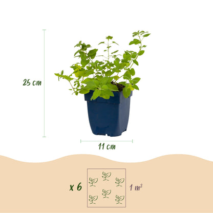 Katzenminze 'Nepeta faassenii' – Lila – Topf Ø11cm – Ansicht 3
