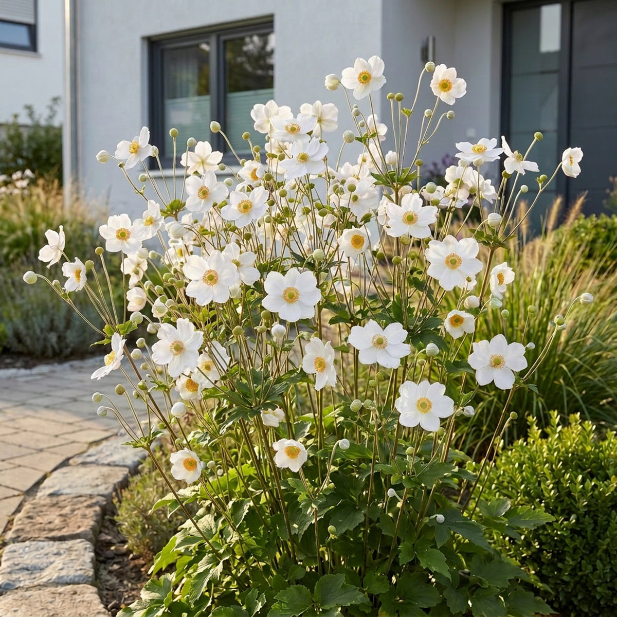 Herbst-Anemone 'Hon. Jobert' – Weiß – Topf Ø11cm – Ansicht 6