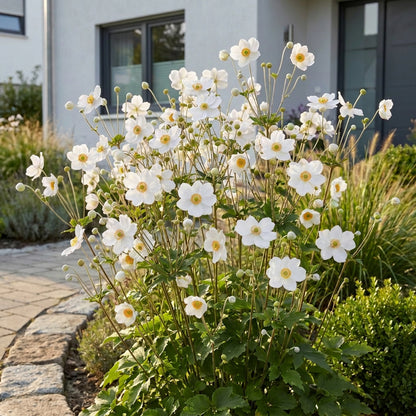Herbst-Anemone 'Hon. Jobert' – Weiß – Topf Ø11cm – Ansicht 6