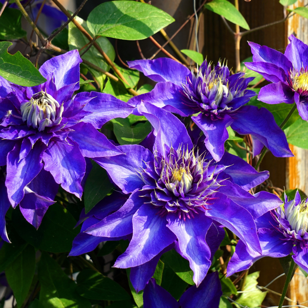 Clematis 'Multi Blue' – Blau gefüllt – P9 Topf – Ansicht 3