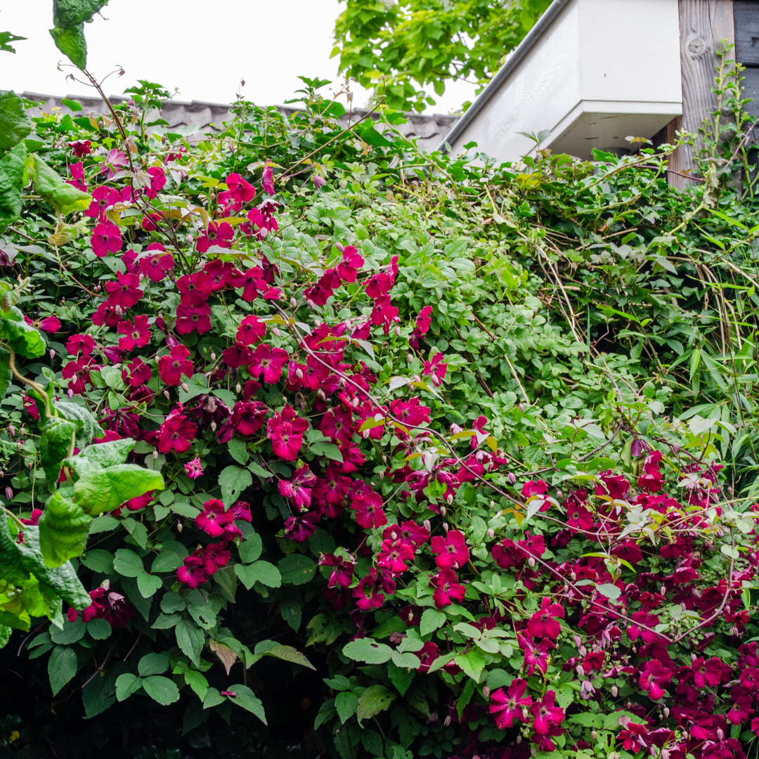 Clematis 'Rouge Cardinal' – Rot – P9 Topf – Ansicht 3