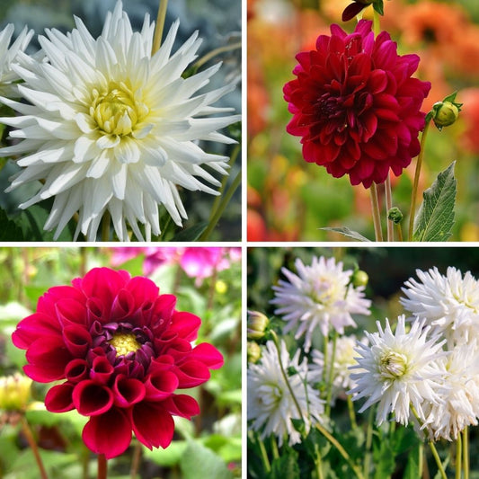 Dahlien-Mix 'Romantic Beauties' – Playa Blanca & Heatwave, 2 Knollen