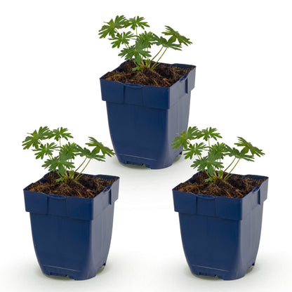 Storchschnabel 'Geranium sanguineum Album' – Weiß – Ø11cm