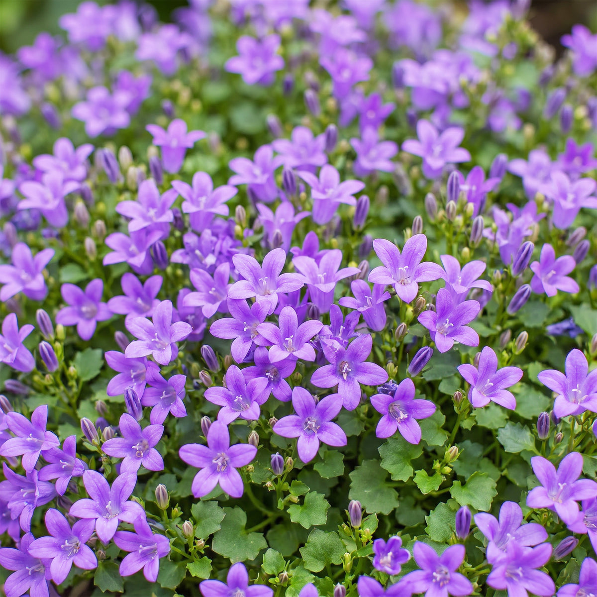 Glockenblume 'Campanula portenschlagiana' – Violett – Topf Ø11cm – Ansicht 5
