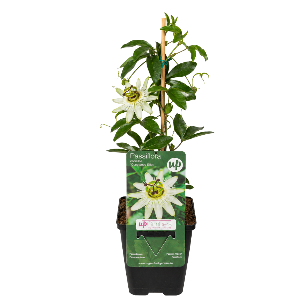 Passionsblume 'Constance Elliott' – Weiß – P9 Topf – Ansicht 2