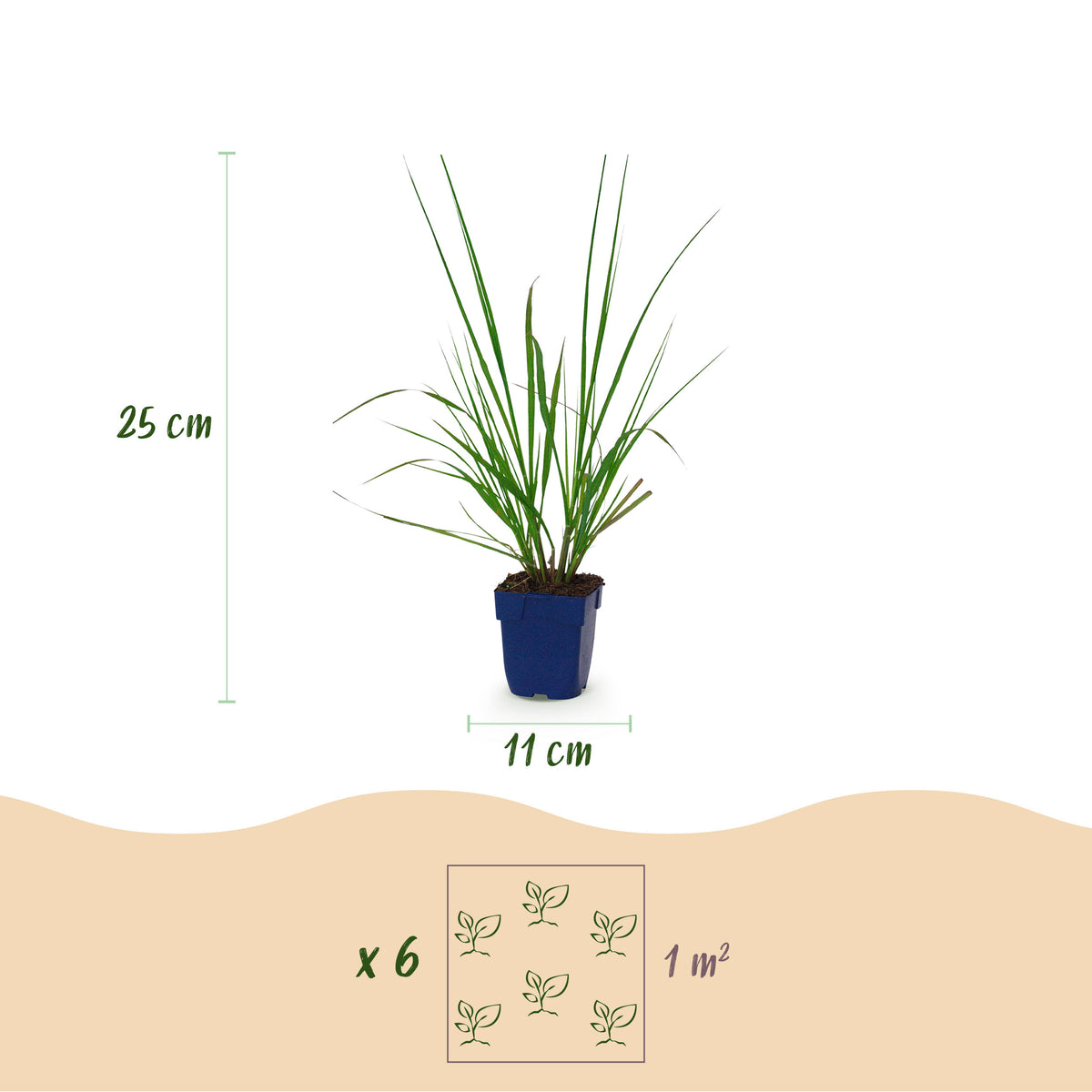 Lampenputzergras 'Black Beauty' – Pennisetum alopecuroides – Topf Ø11cm – Ansicht 3
