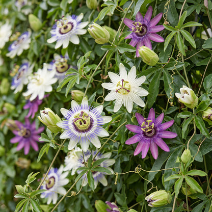 Kletterpflanzen-Trio 'Tricolour' – Clematis, Passionsblume & Sternjasmin – Topf Ø9cm – Ansicht 5