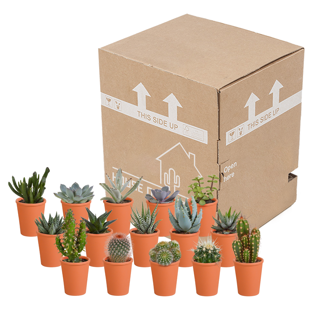 Kakteen- & Sukkulenten-Mischung – Terracotta-Topf Ø5,5cm (15 Pflanzen) – Ansicht 3