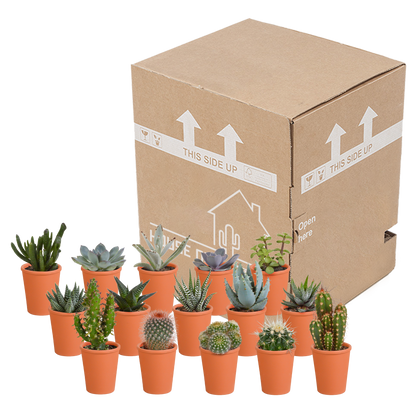 Kakteen- & Sukkulenten-Mischung – Terracotta-Topf Ø5,5cm (15 Pflanzen) – Ansicht 3
