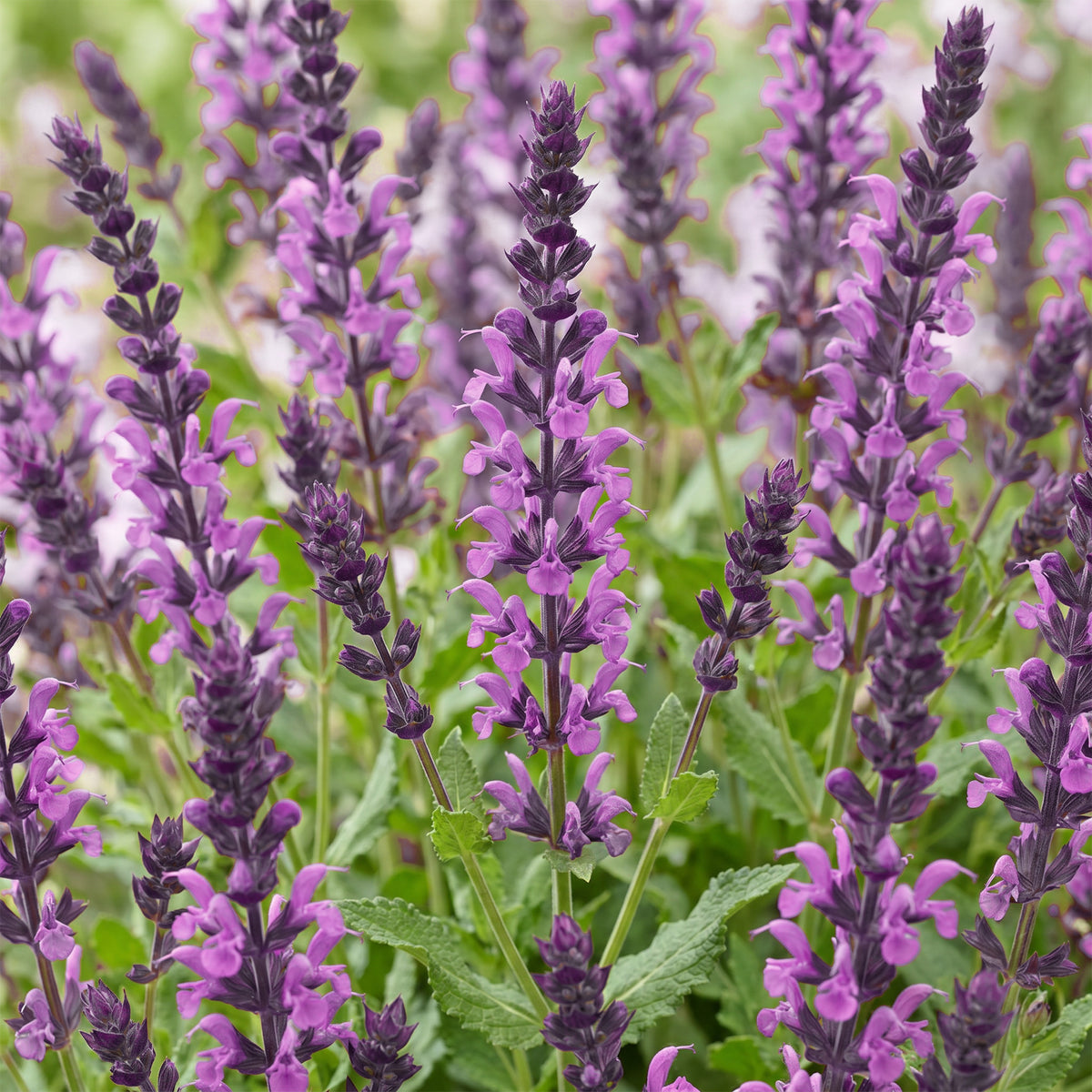 Salbei 'Sense Deep Pink' – Rosa – Topf Ø11cm – Ansicht 5
