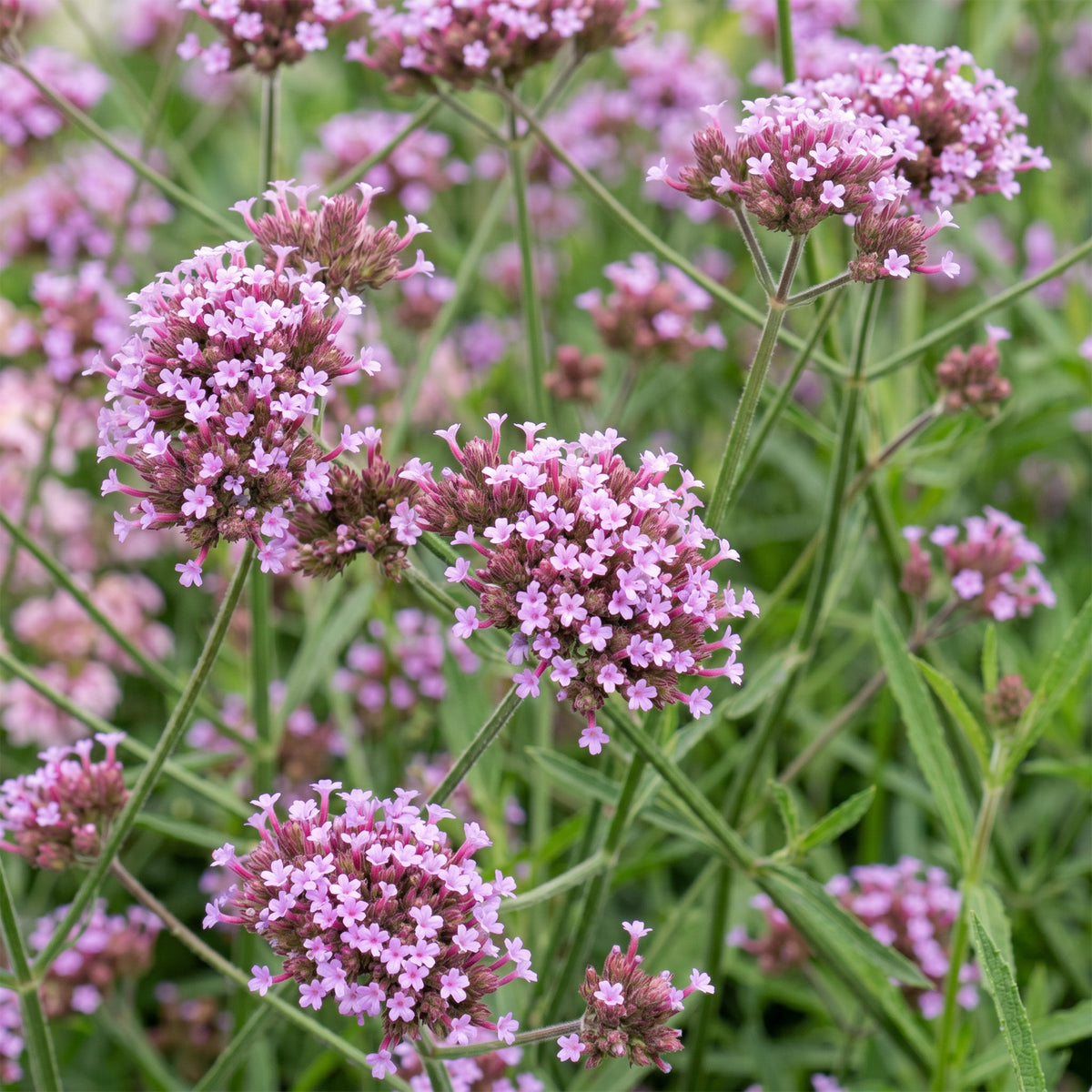 Eisenkraut 'Verbena bonariensis Lollipop' – Lila – Topf Ø11cm – Ansicht 5