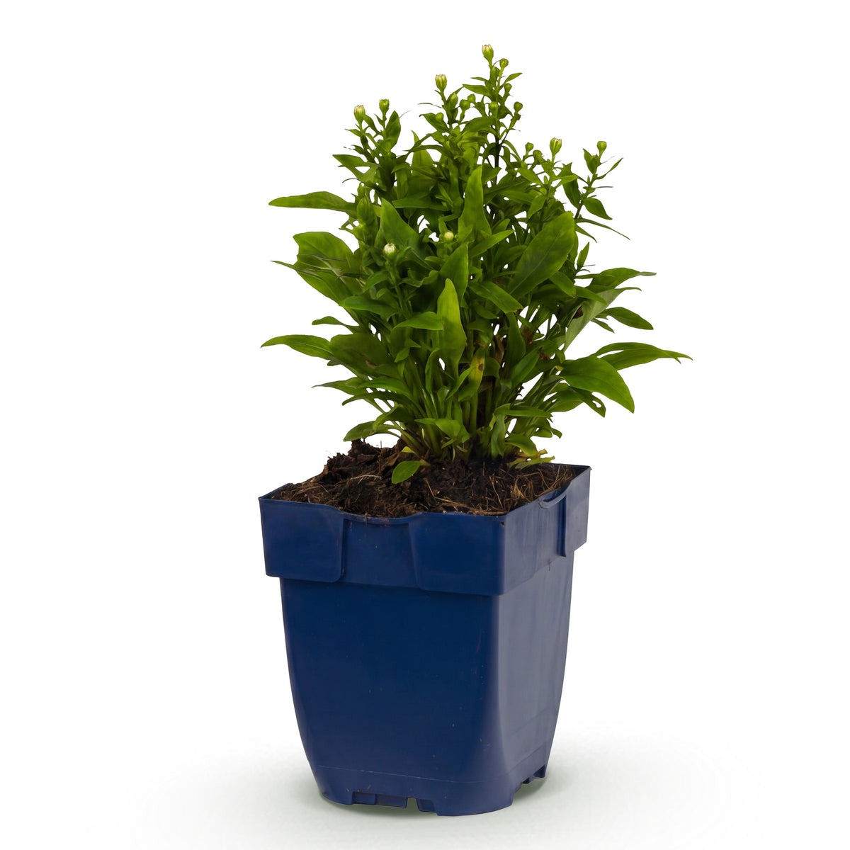 Kissen-Aster 'Schneekissen' – Weiß – Topf Ø11cm – Ansicht 2