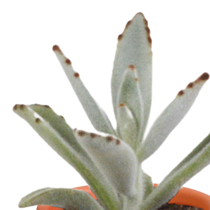 Kakteen- & Sukkulenten-Mischung – Terracotta-Topf Ø5,5cm (15 Pflanzen) – Ansicht 5