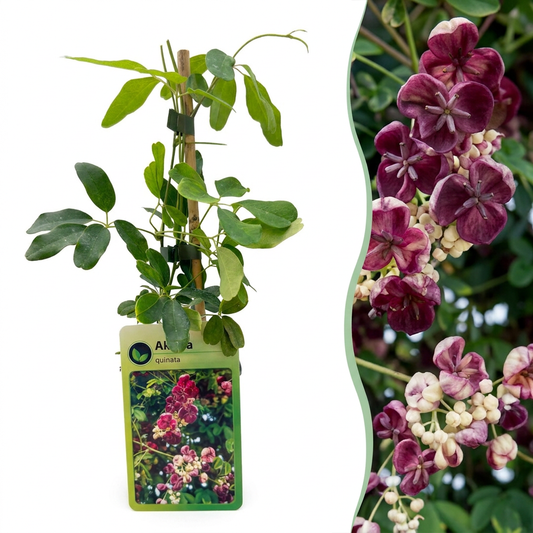 Fingerblättrige Akebie (Akebia quinata) – Lila-Rot – Topf Ø9cm