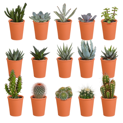 Kakteen- & Sukkulenten-Mischung – Terracotta-Topf Ø5,5cm (15 Pflanzen)