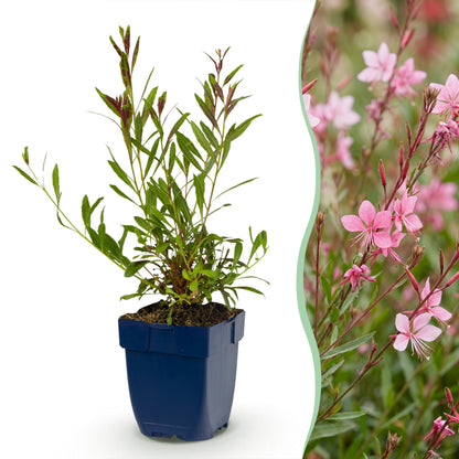 Prachtkerze 'Florgauros' – Gaura lindheimeri – Rosa – Topf Ø11cm