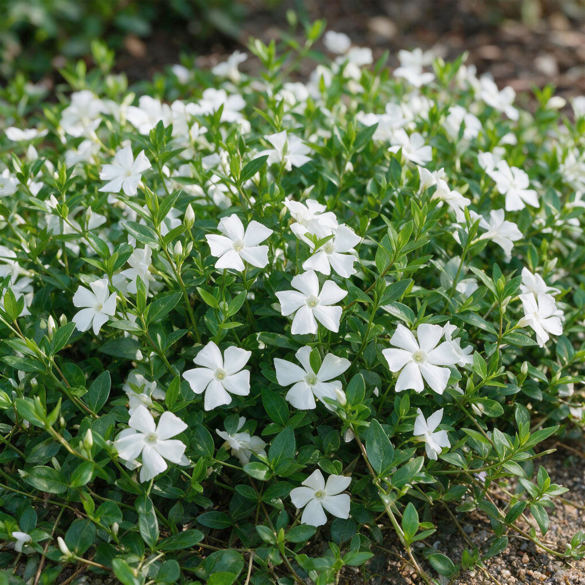 Immergrün 'Vinca minor Alba' – Weiß – Topf Ø11cm – Ansicht 5