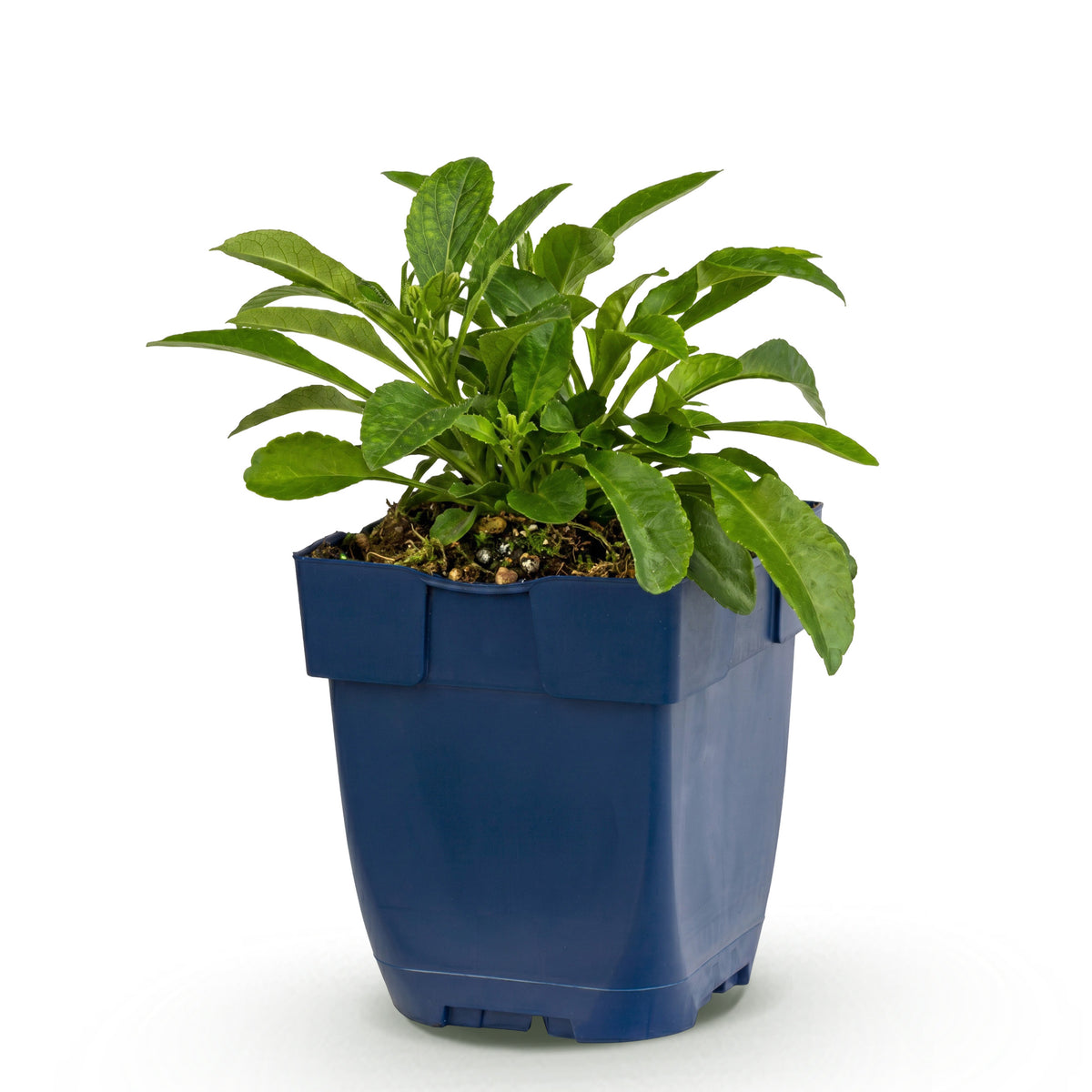 Glockenblume 'Campanula persicifolia' – Blau – Topf Ø11cm