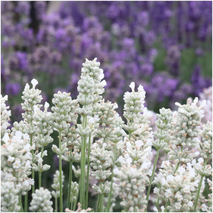Lavendel 'Angustifolia White' – Ø7 cm, ↕15 cm – Ansicht 3