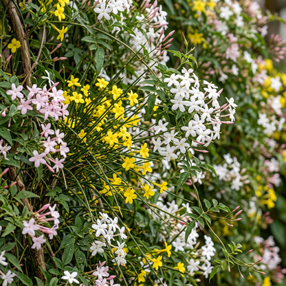 Jasmin-Trio 'Tricolour' – Gelb-Weiß-Rosa – Topf Ø9cm – Ansicht 5