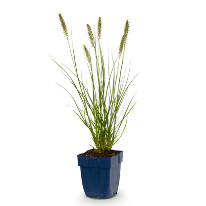 Lampenputzergras 'Hameln' – Pennisetum alopecuroides – Topf Ø11cm – Ansicht 2