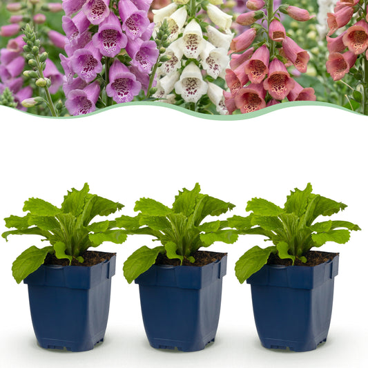 Fingerhut 'Digitalis Tricolour' – Rosa-Violett-Weiß – Topf Ø11cm