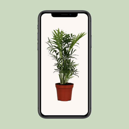 Zwergbergpalme 'Chamaedorea Elegans' – Topf Ø12cm – Ansicht 4