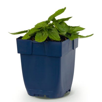 Ziest 'Hummelo' – Stachys monieri – Lila – Topf Ø11cm – Ansicht 2
