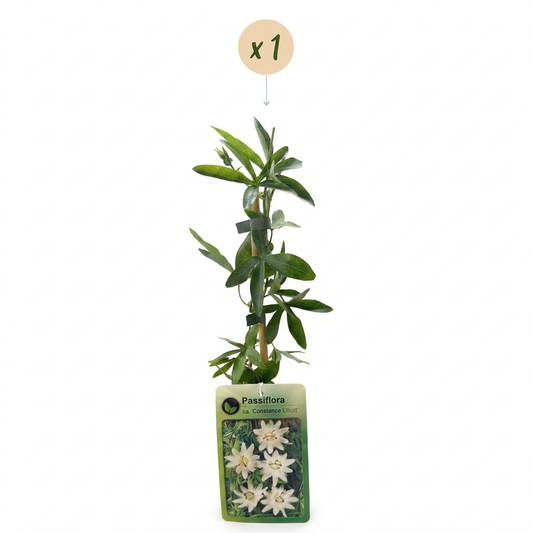 Passionsblume 'Constance Elliott' – Weiß – Topf Ø9cm – Ansicht 2