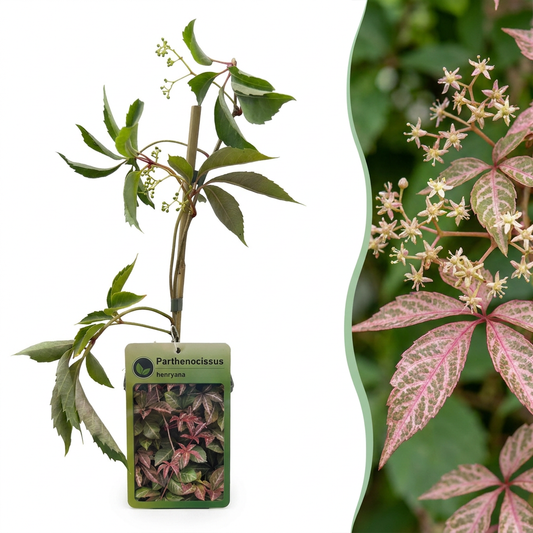 Wilder Wein 'Parthenocissus henryana' – Grün – Topf Ø9cm