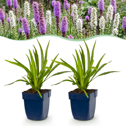 Prachtscharte 'Liatris Duo' – Violett-Weiß – Topf Ø11cm
