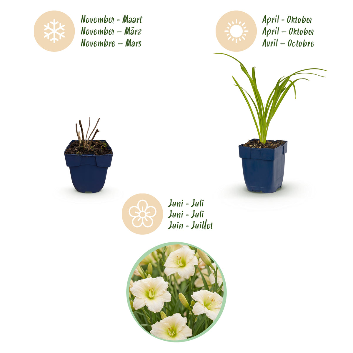 Taglilie 'Arctic Snow' – Creme – Ø11cm – Ansicht 4