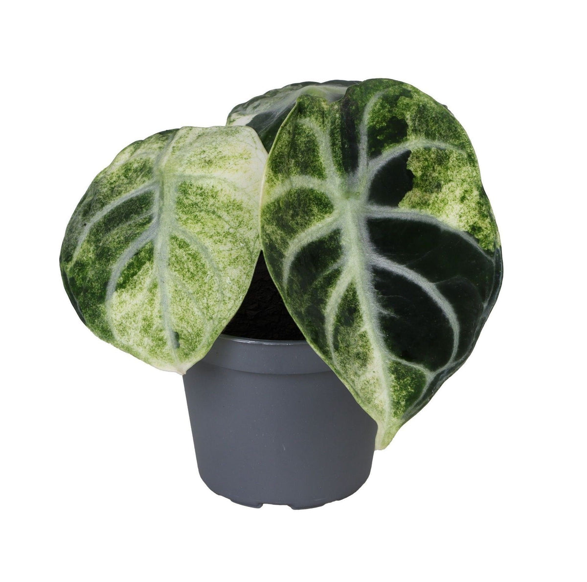 Alocasia 'Ninja Variegata' – Schwarz-Weiß – Ø6cm