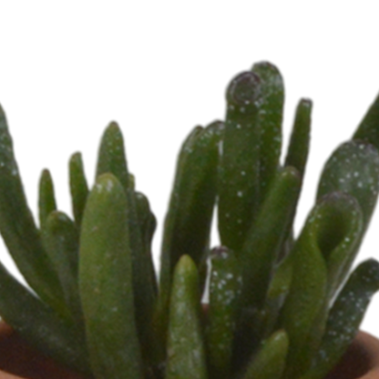 Sukkulenten-Mix (5 Pflanzen) – Terrakottatopf Ø5,5cm – Ansicht 7