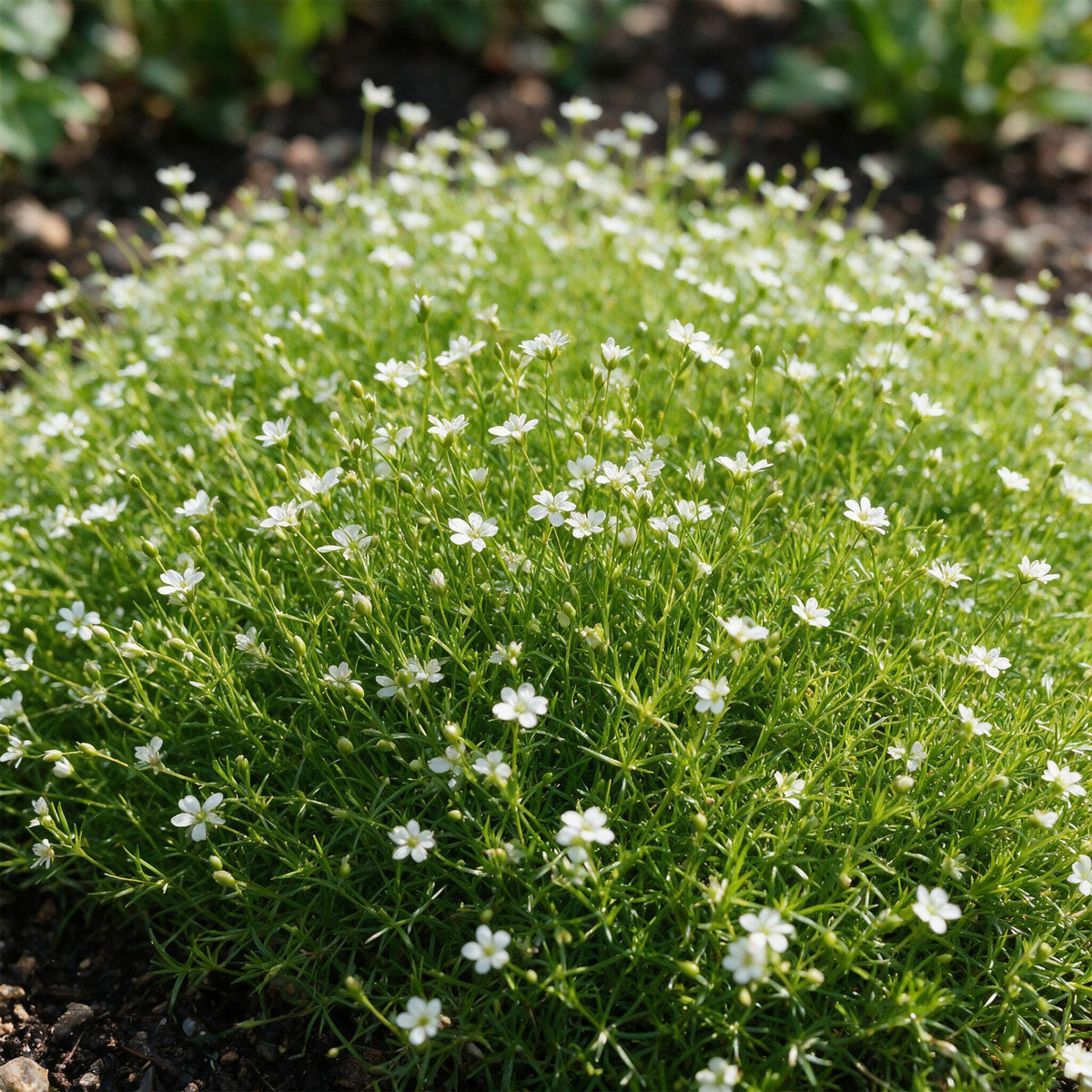 Sagina subulata – Weiß – Topf Ø11cm – Ansicht 6